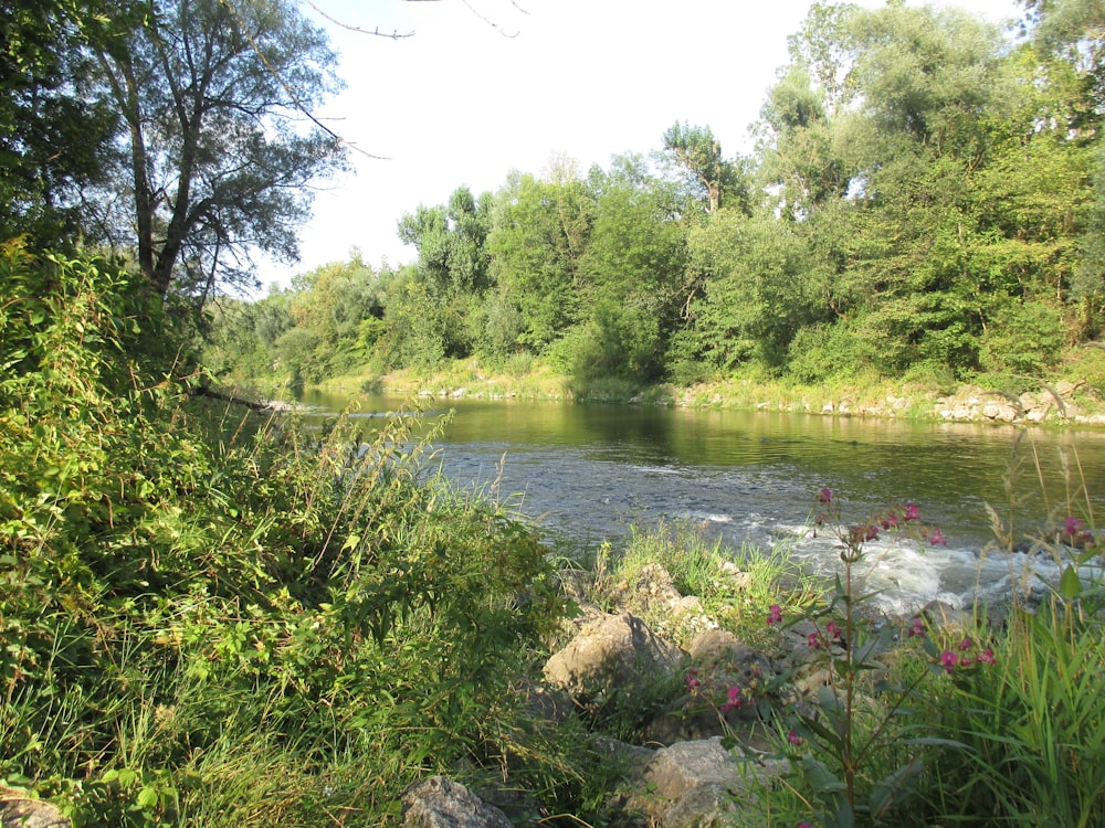 river between trees and plants