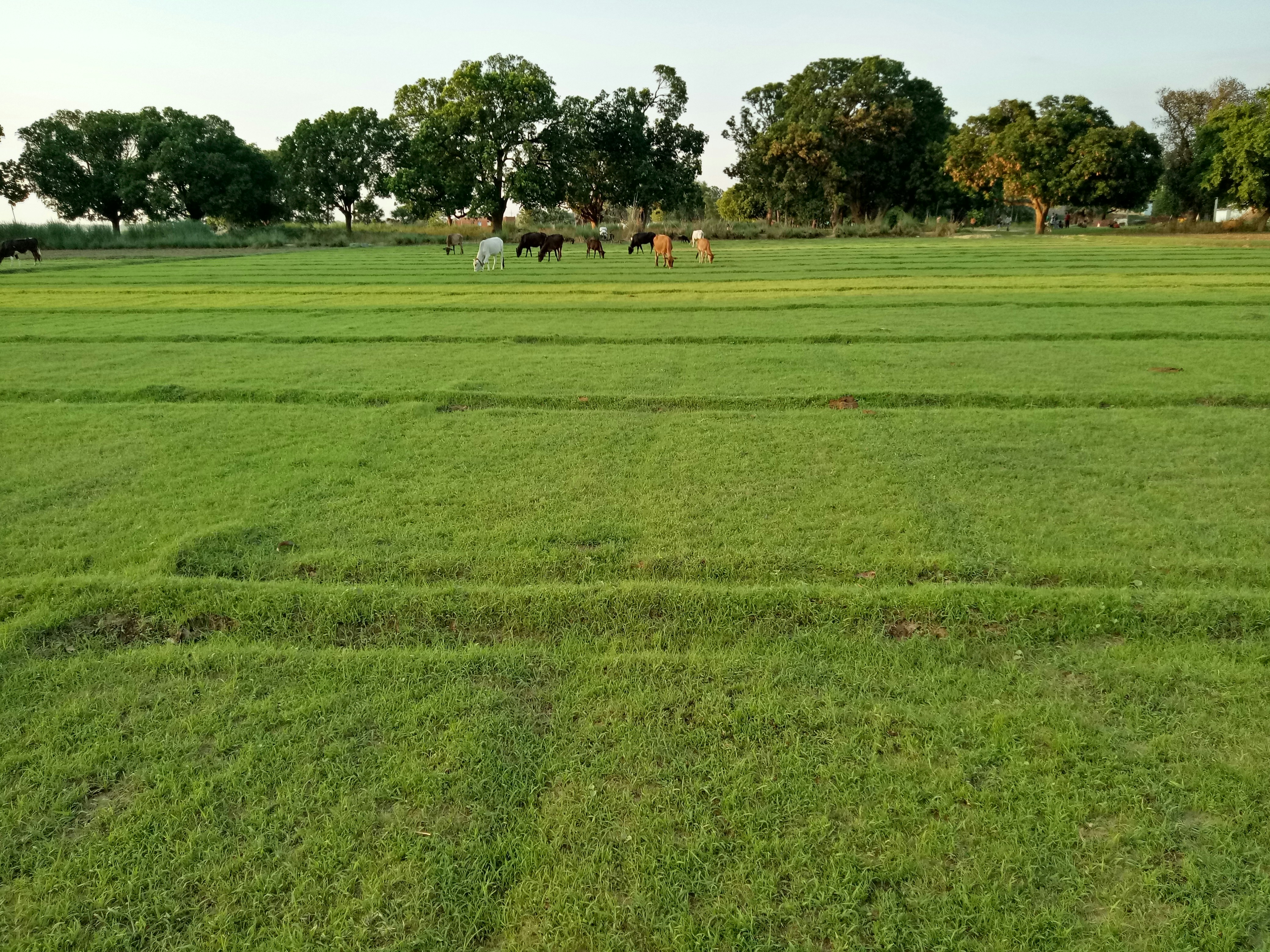 herd of cows at the farm