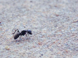 blackant