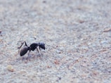 blackant