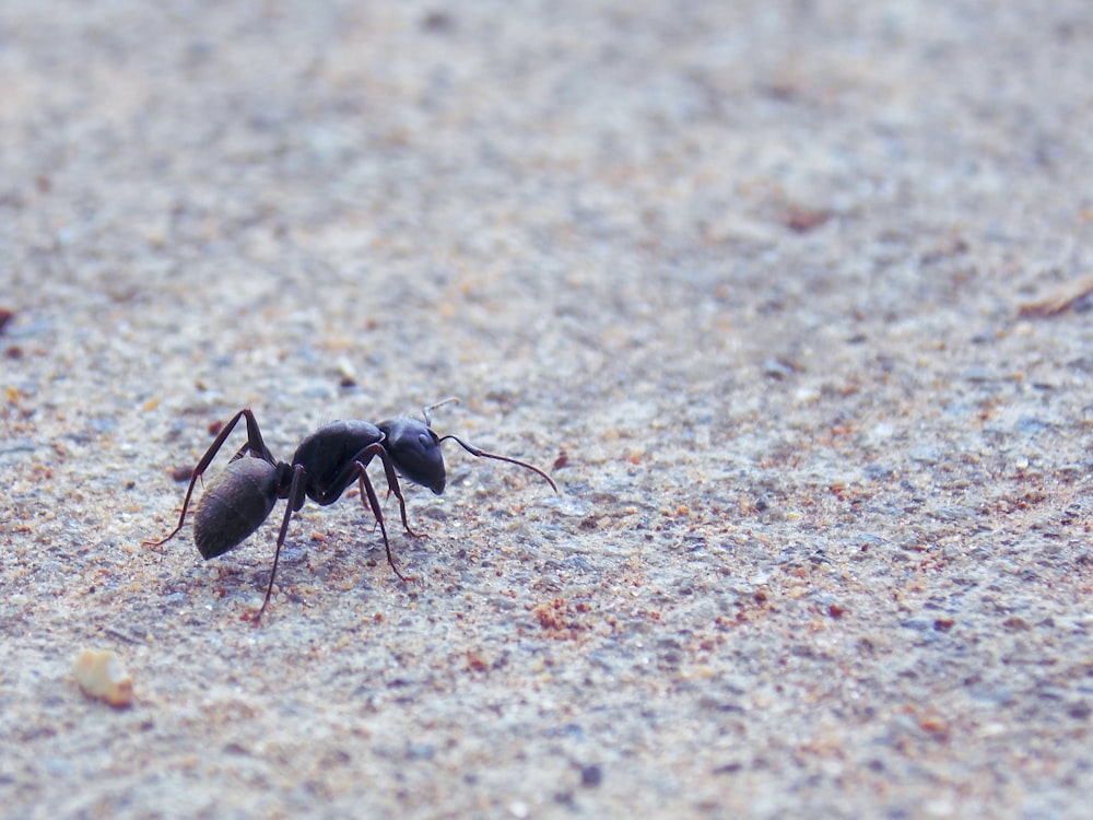 blackant