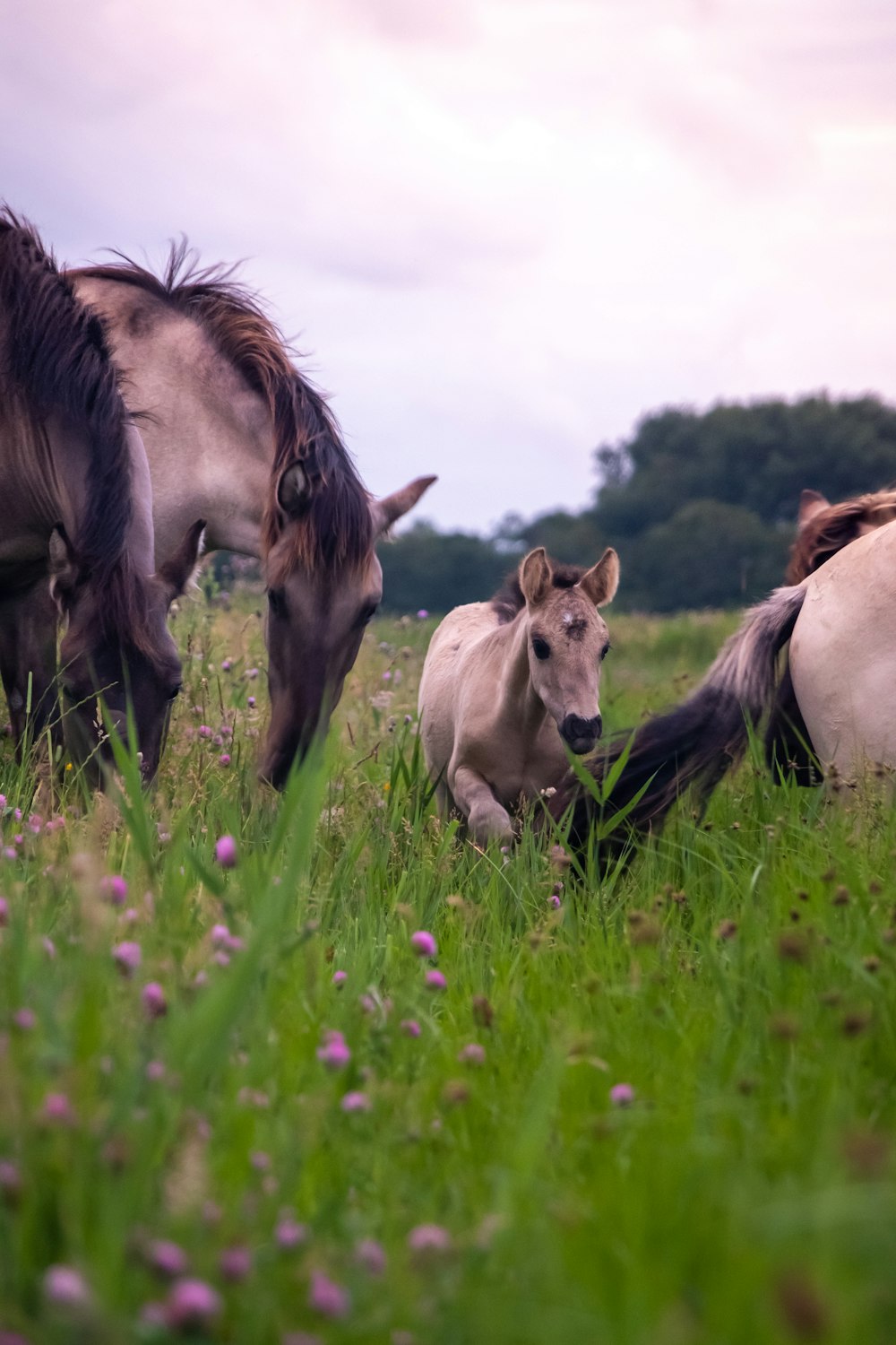 four gray horse outdoor during daytime