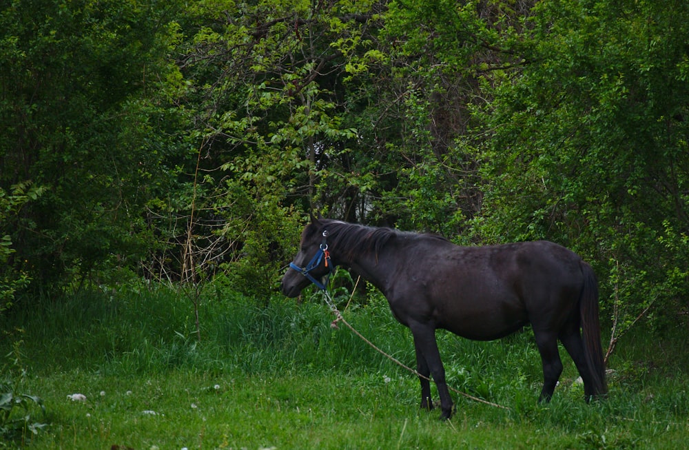 brown horse in green pasture