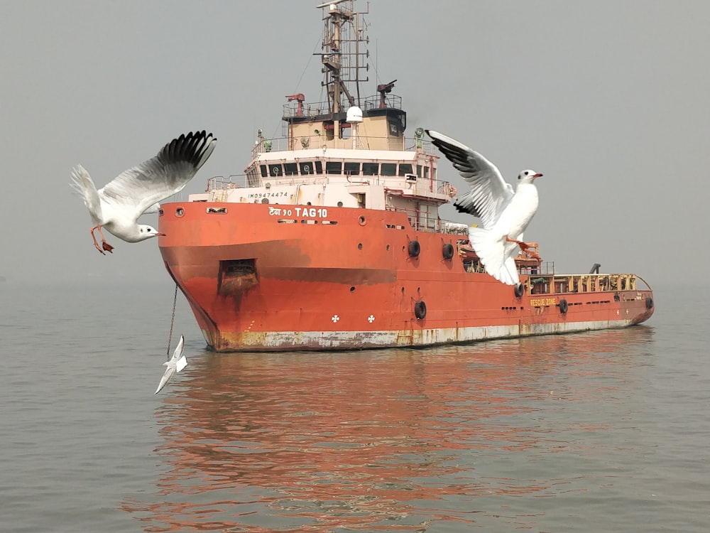 three seagulls flying in front of brown ship anchored in shallow water