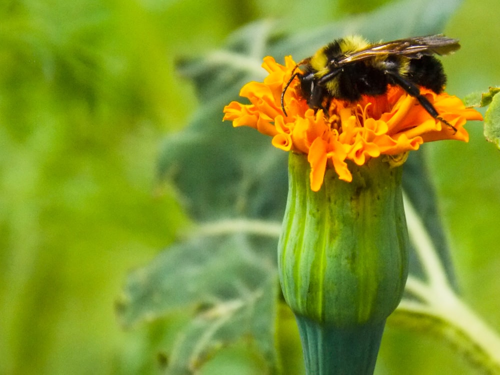 macro photography of black and yellow bee pollinated on yellow flower