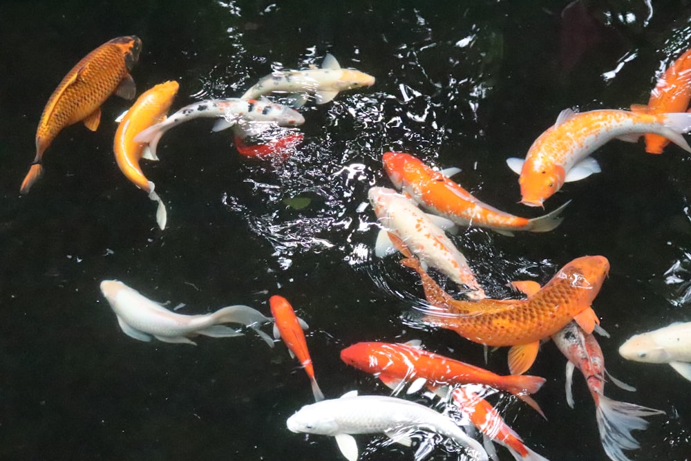 fotografia de close-up de peixe koi branco e laranja