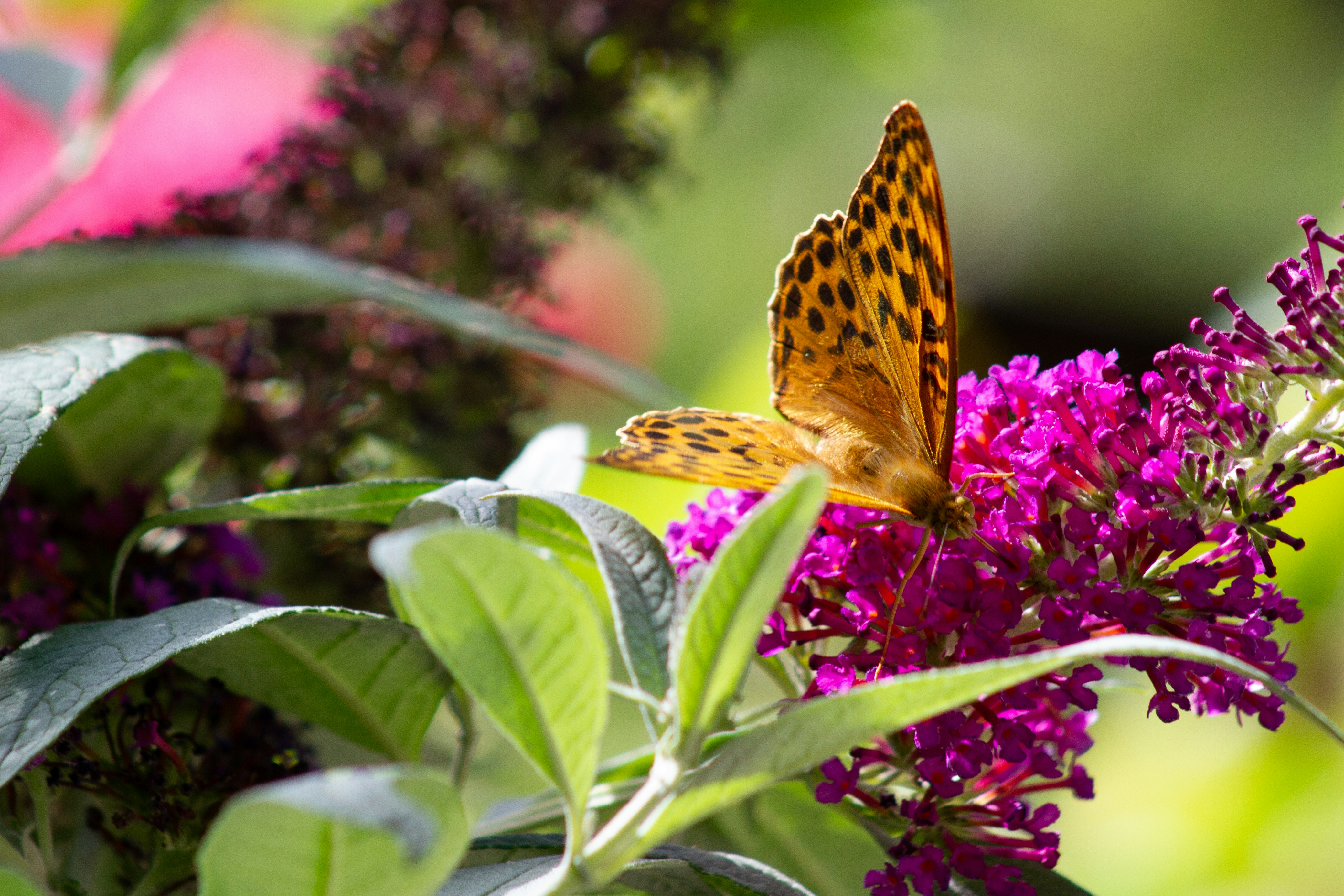 Photo by evitabrujita