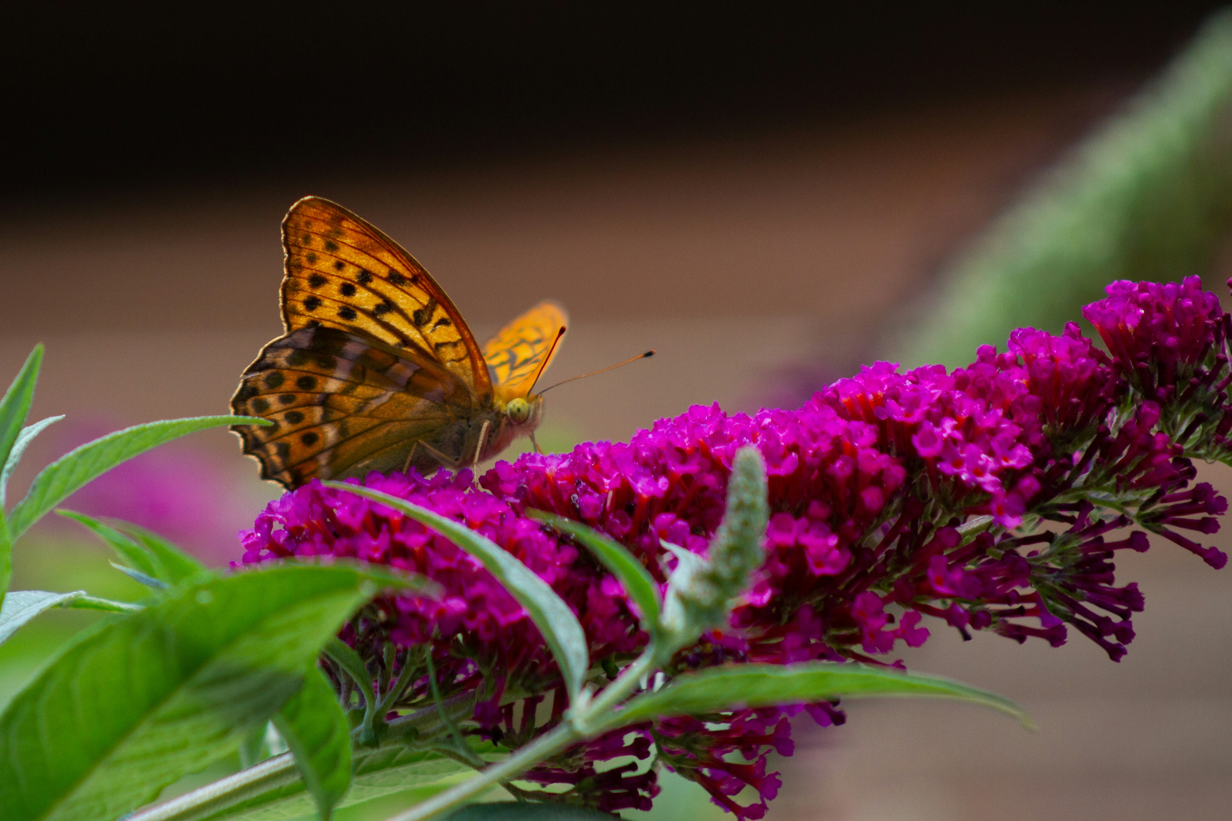 Photo by evitabrujita