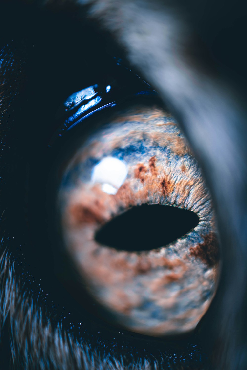 a close up of a dog's eye with a blurry background