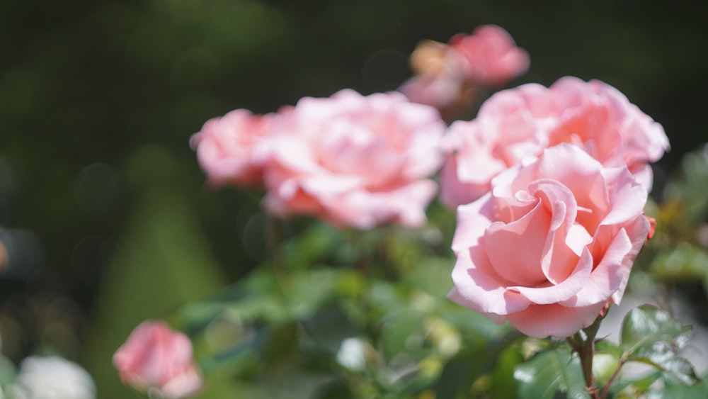 selective focus of pink roses