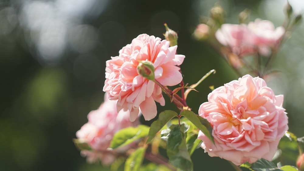 pink and white petaled flowers close-up photography