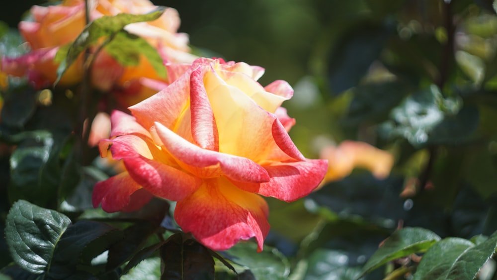 pink and yellow rose flowers
