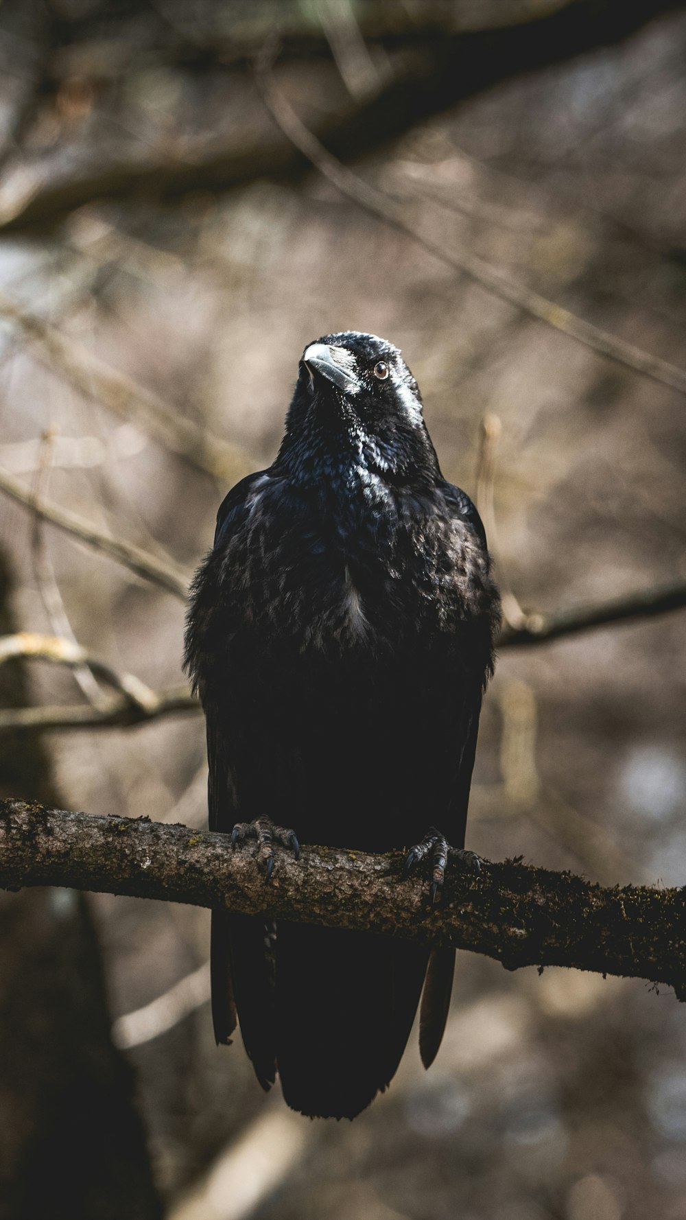 Schwarzer Vogel sitzt auf braunem Ast