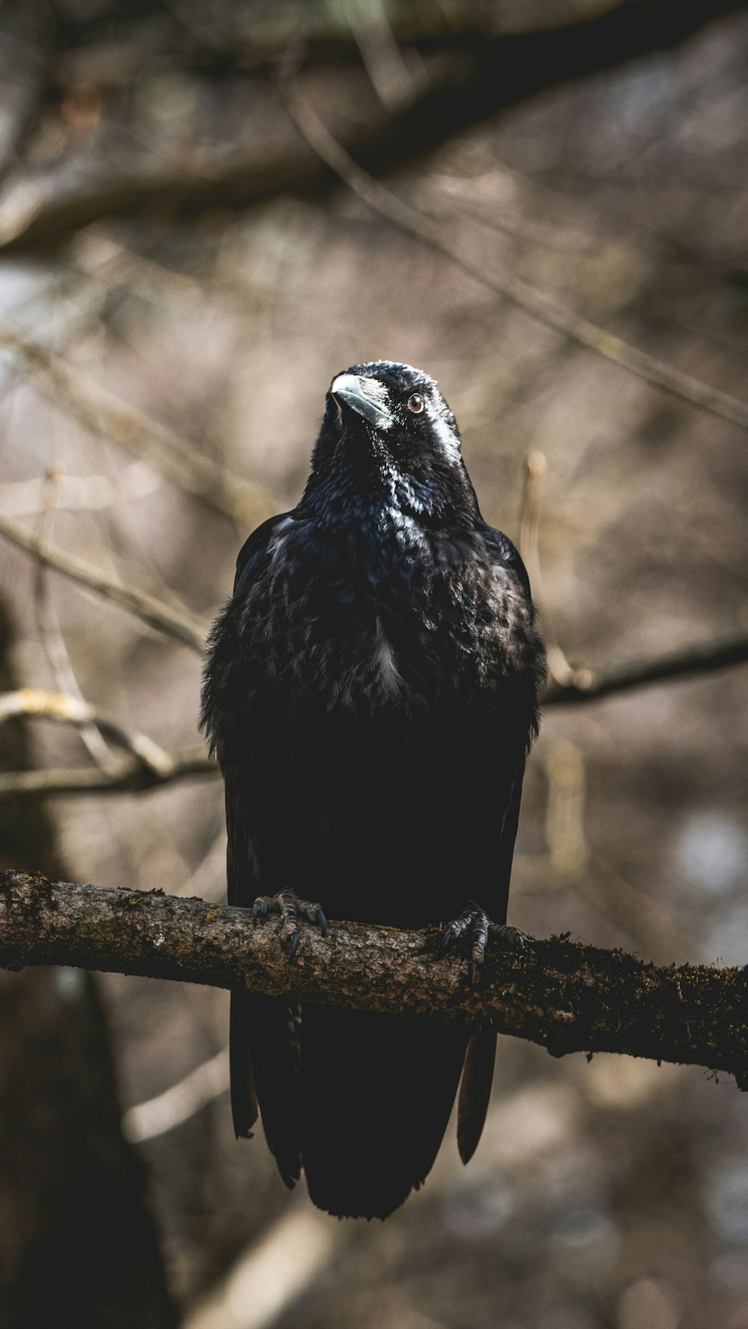  black bird perching on brown branch raven