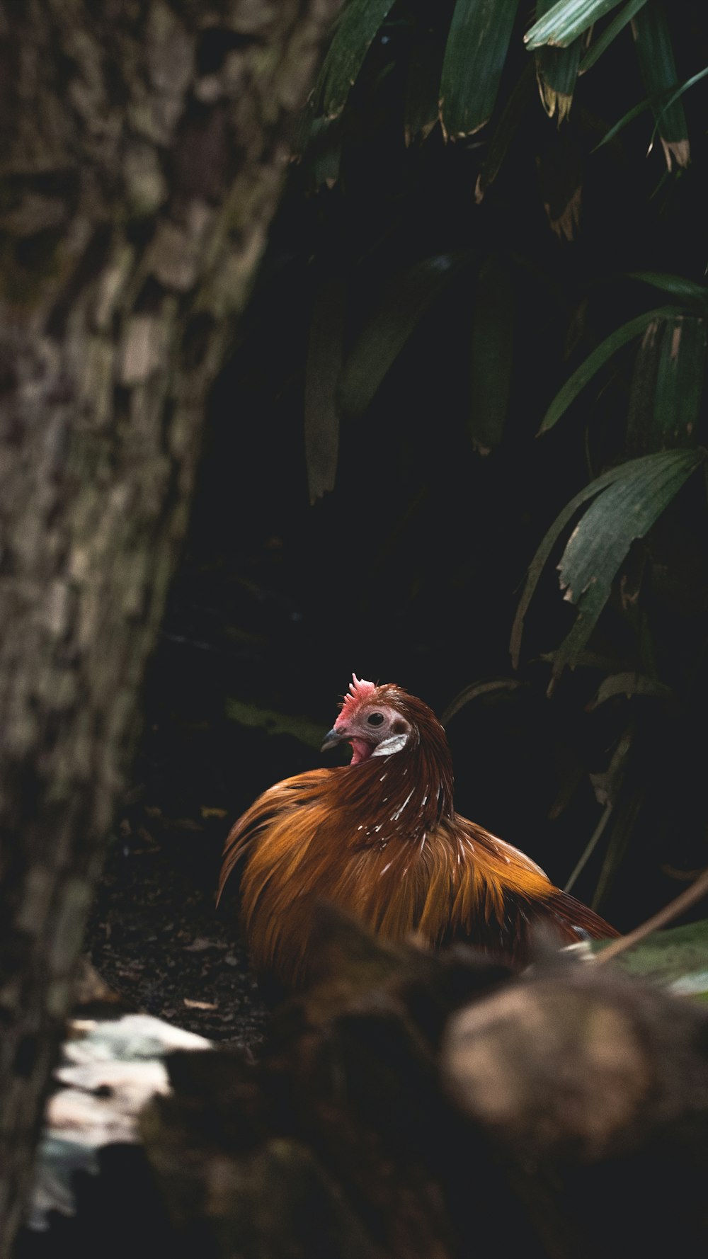 brown chicken