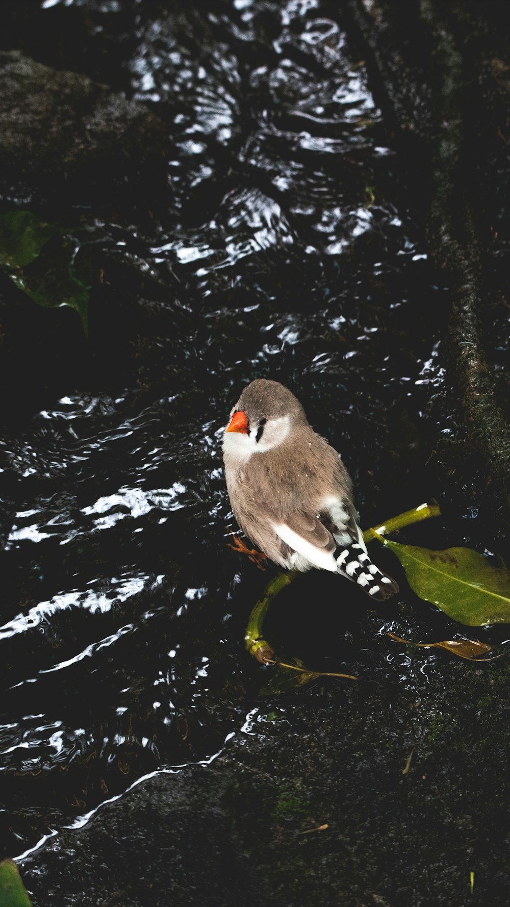 gray and white bird perched on black surface