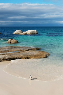 A penguin walks along a sandy beach towards clear turquoise water with several large, smooth rocks scattered in the background. The sky is partially cloudy, casting a calm and serene atmosphere over the scene.