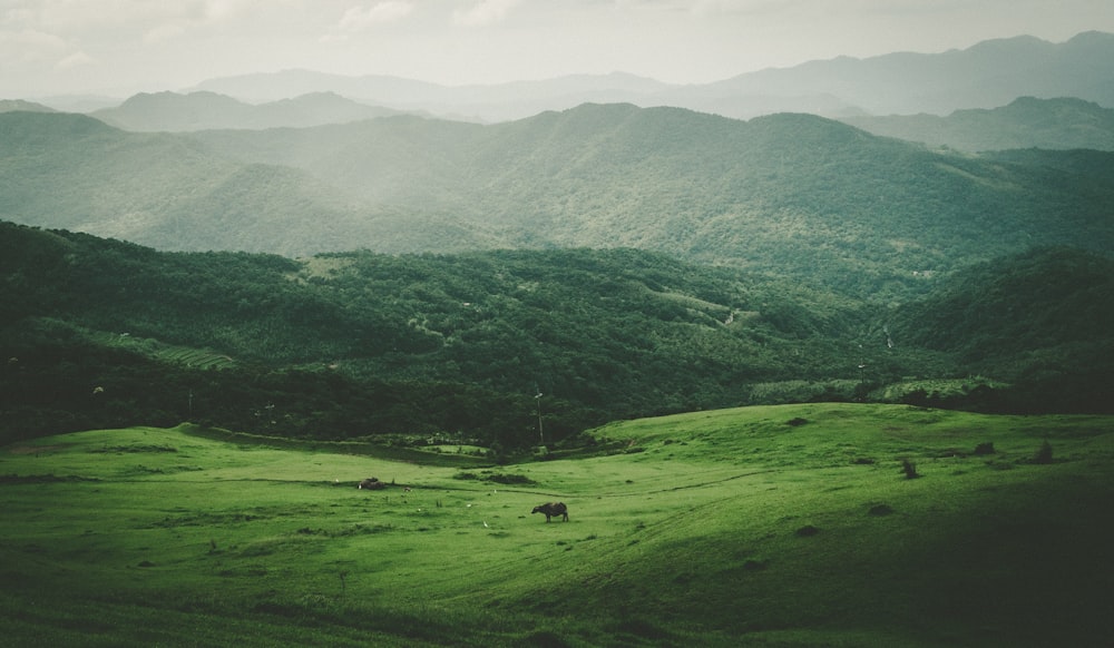 green filed during daytime