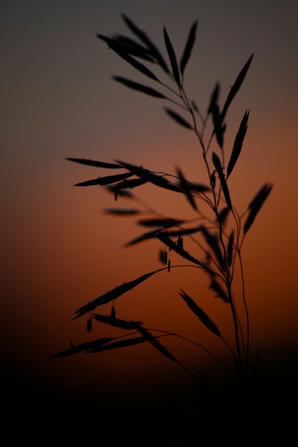 silhouette photography of plant