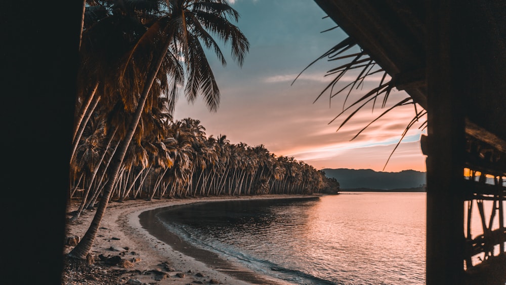 green coconut trees lining up the beach