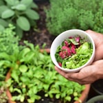 person holding leaves on bowl