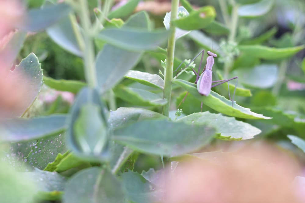 a purple insect sitting on top of a green plant