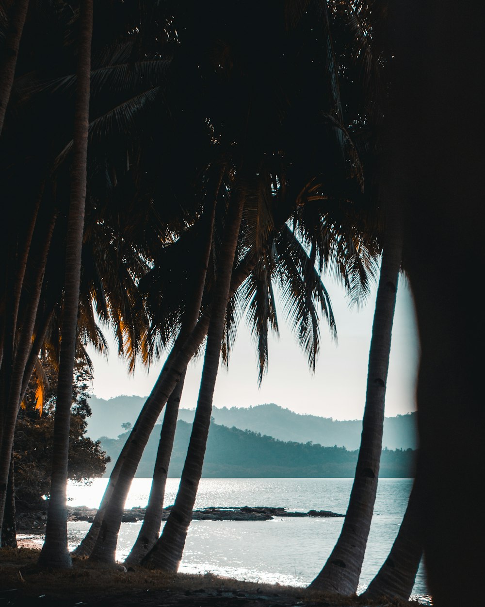 alberi di cocco verdi in riva al mare