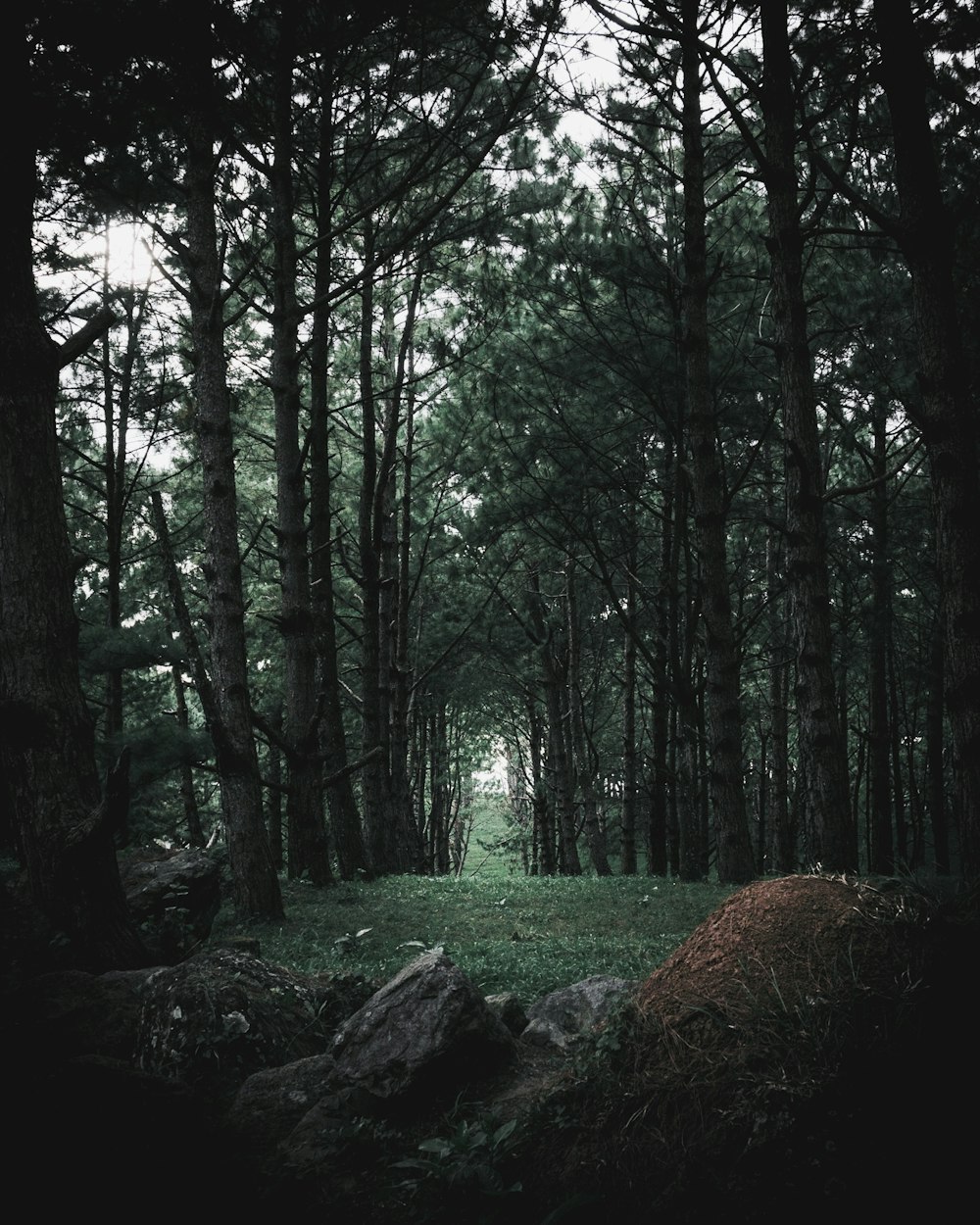 pathway in the forest during daytime