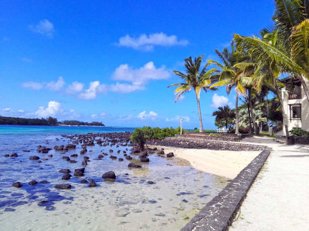 coconut trees near shore