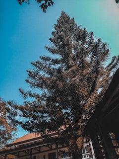 A tall evergreen tree with dense branches extends upward under a clear blue sky. A house with a brown roof and wooden structure is partially visible at the bottom, suggesting a quiet residential or garden setting.