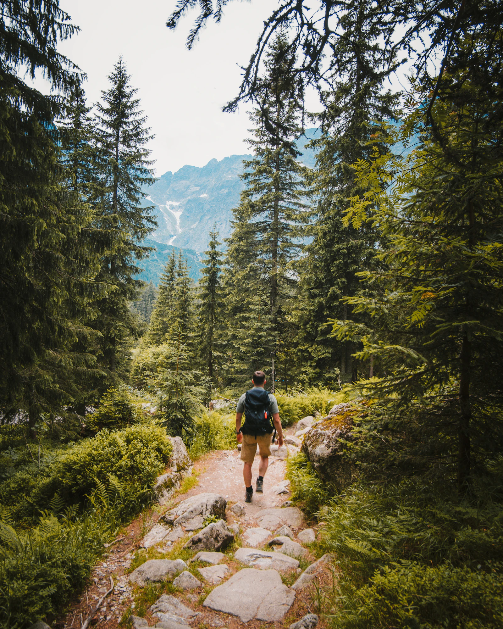 A hiker on a forest trail in the mountains