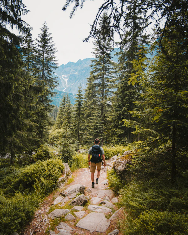 Peaceful trail through the forest