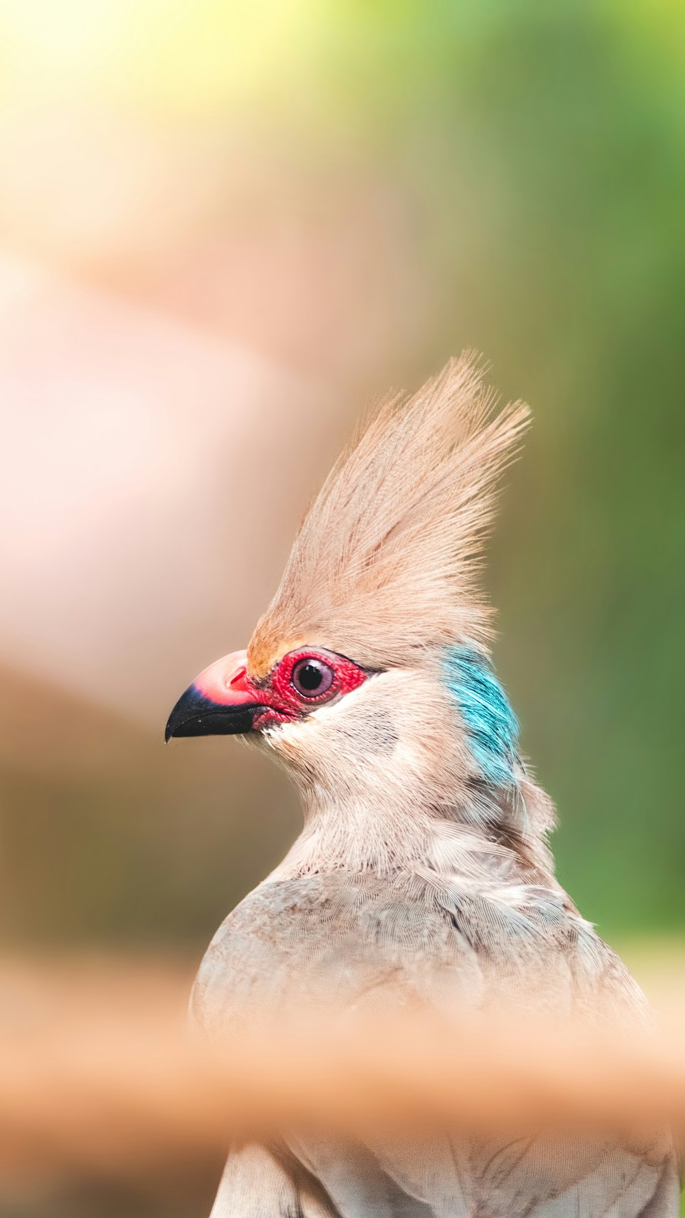 shallow focus photography of gray bird