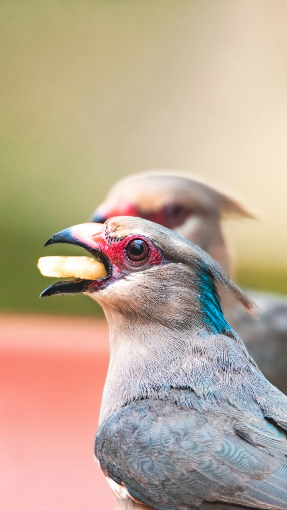 bird eating food