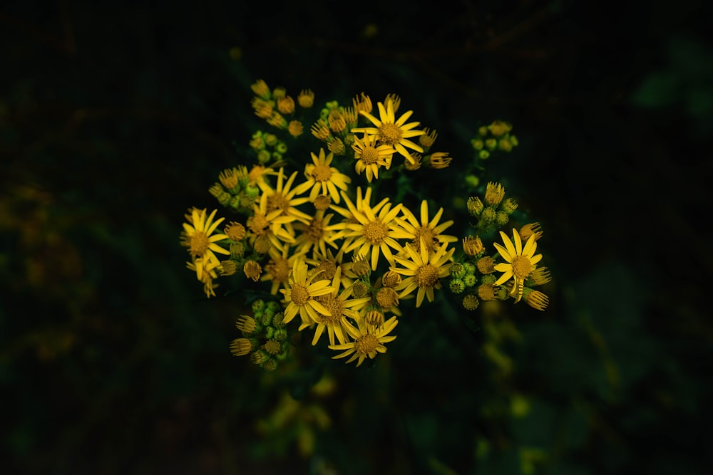 yellow petaled flower