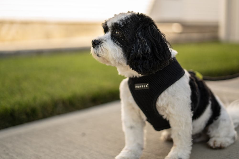 white and black puppy near grass