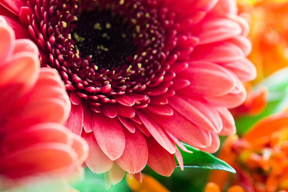 pink flowers blooming