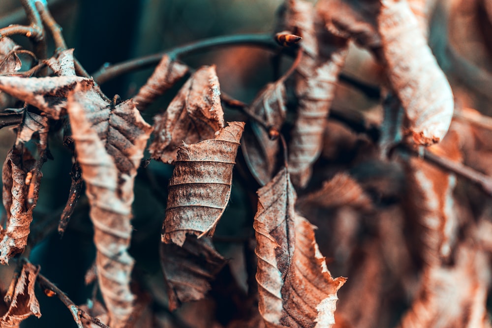 brown dried leaves dangling on tree branch