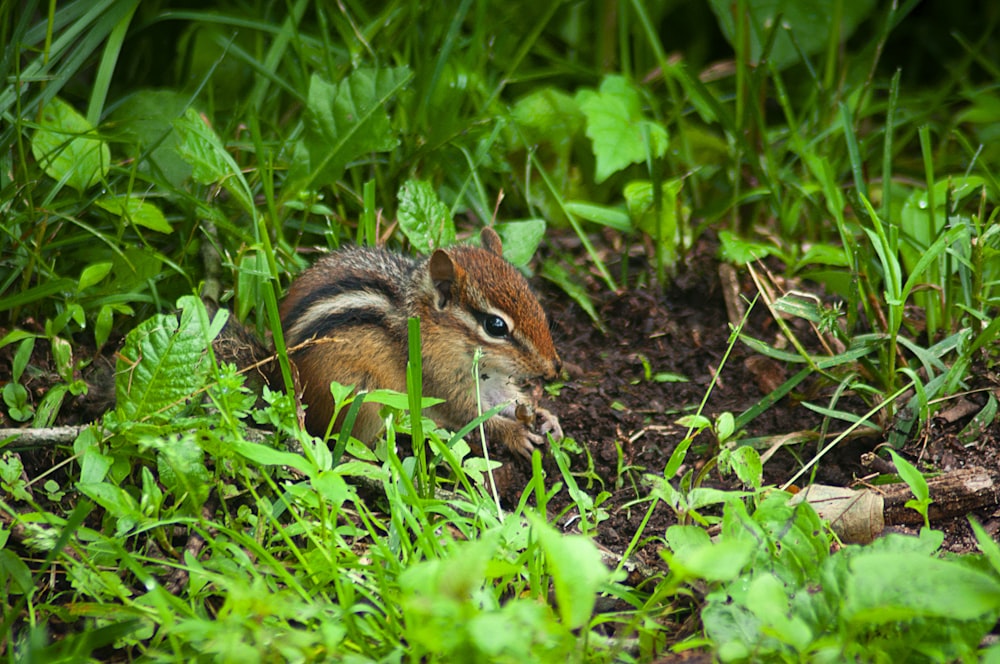 brown squirrel