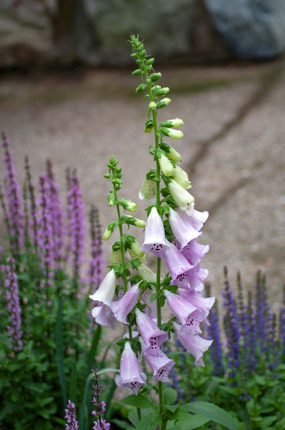 shallow focus photo of purple flowers