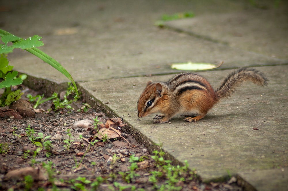 brown squirrel