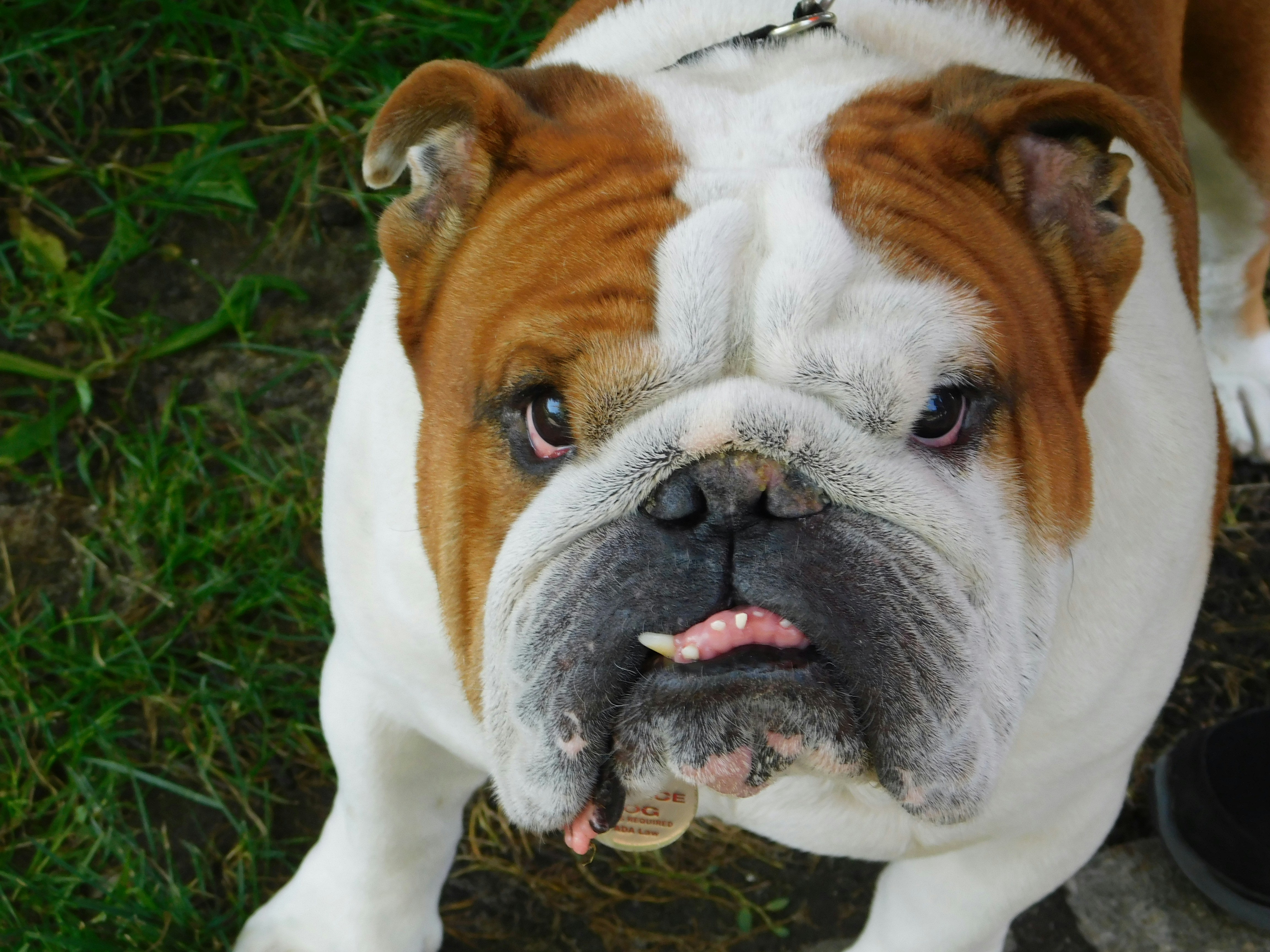 white and tan english bulldog