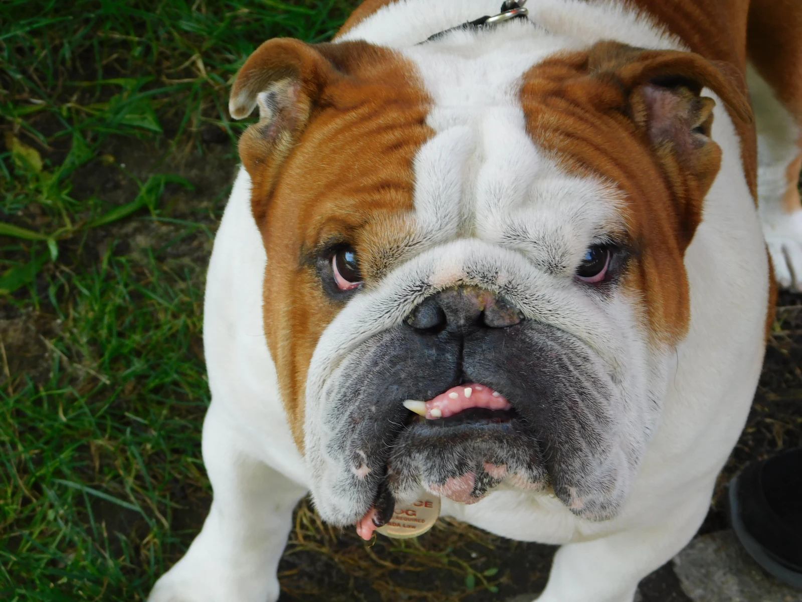 Adult tan and white English Bulldog on grass, photo on Unsplash