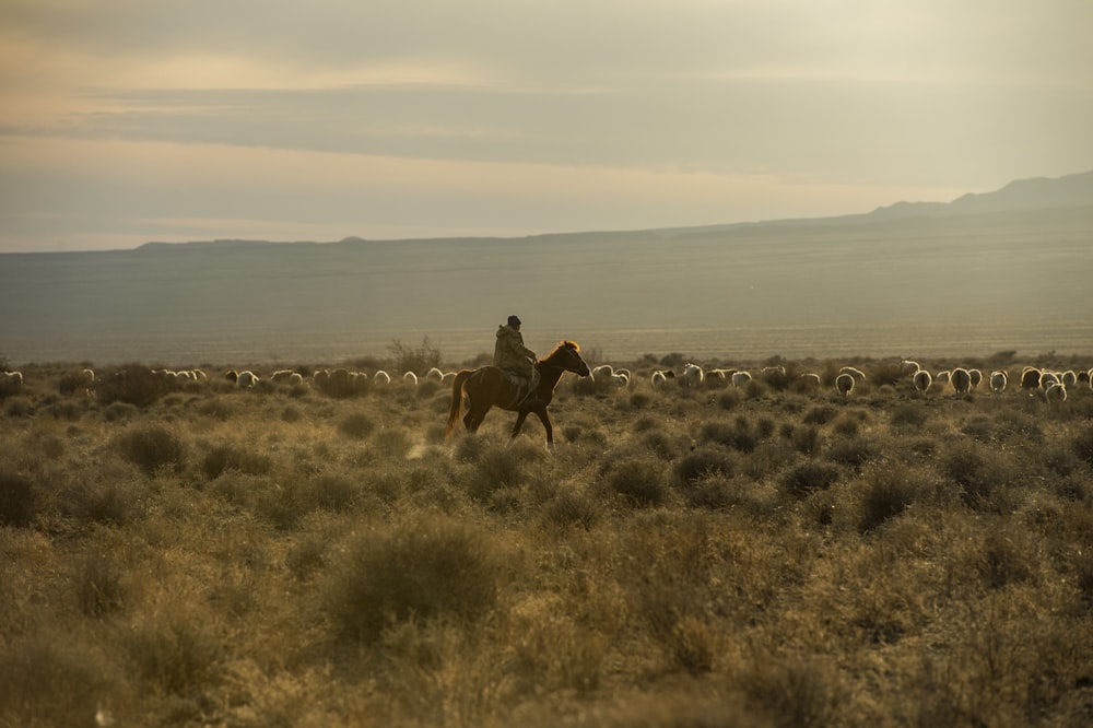 Person, die Pferd reitet