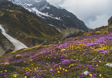 mountain covered with purple petaled flowers