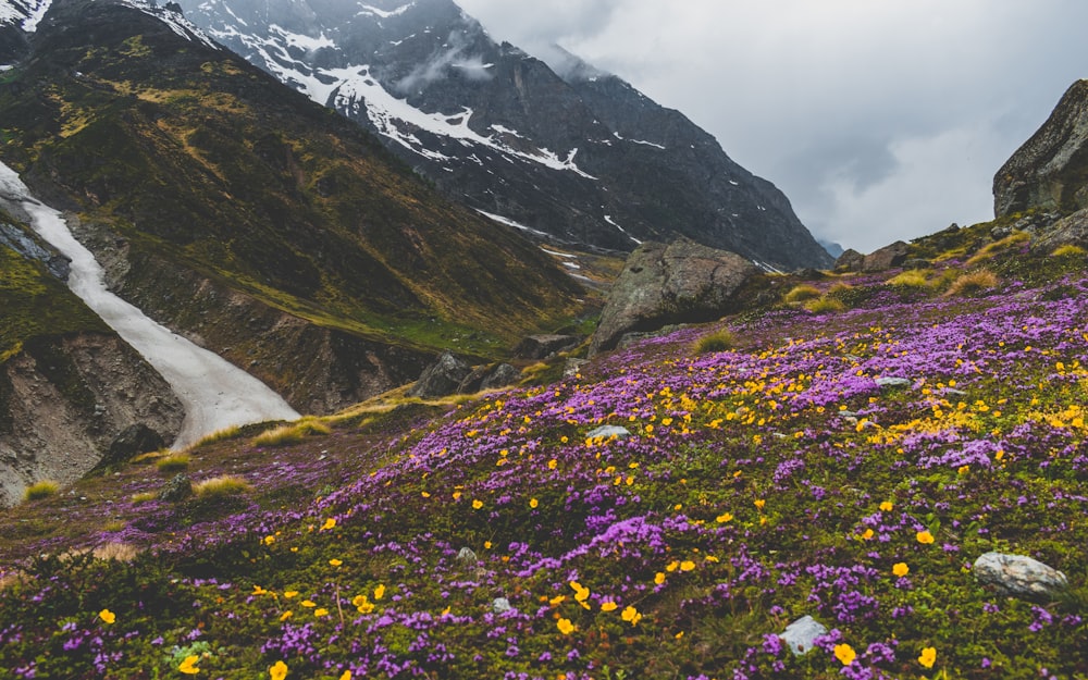 mountain covered with purple petaled flowers
