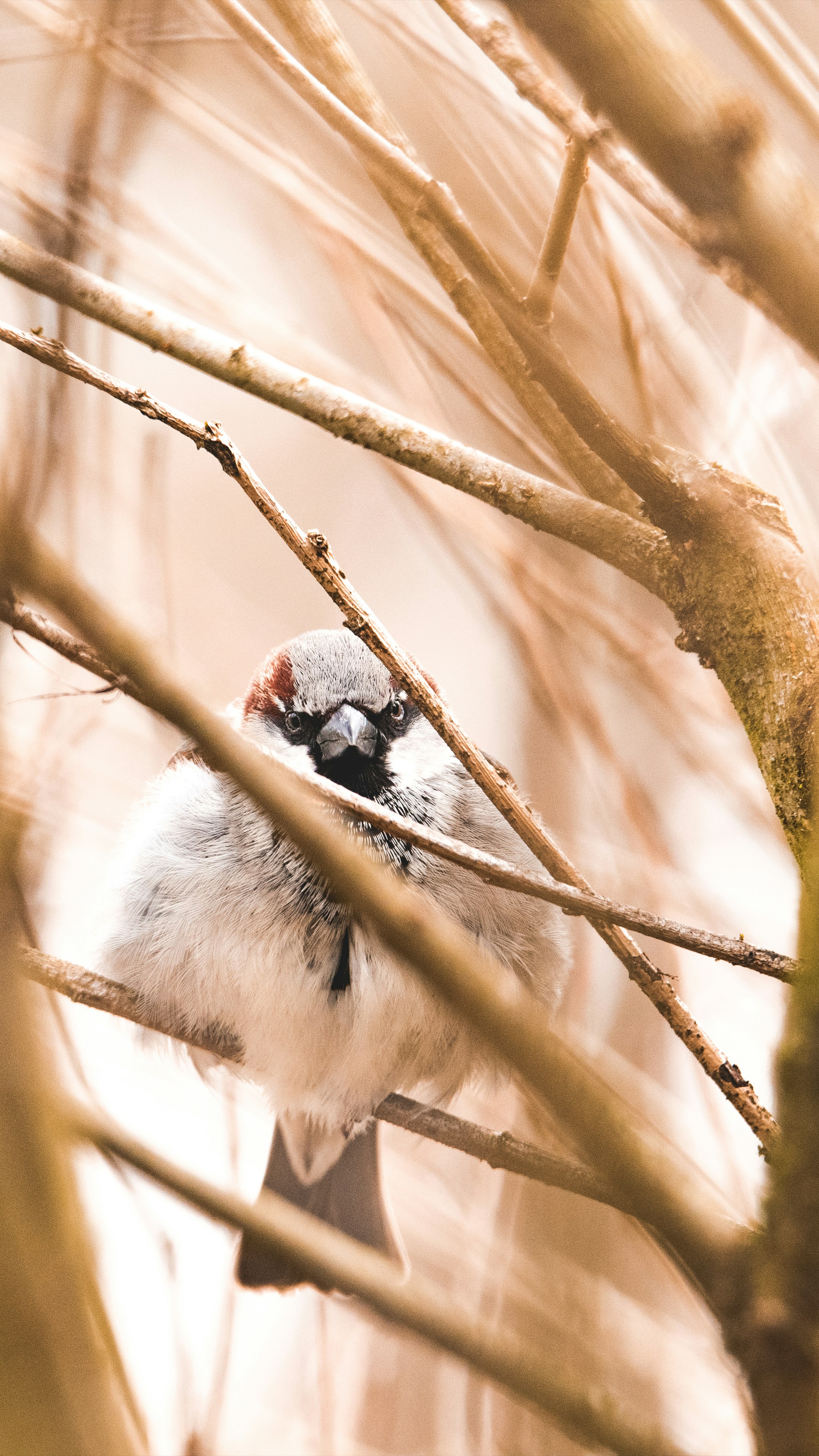 white bird on tree
