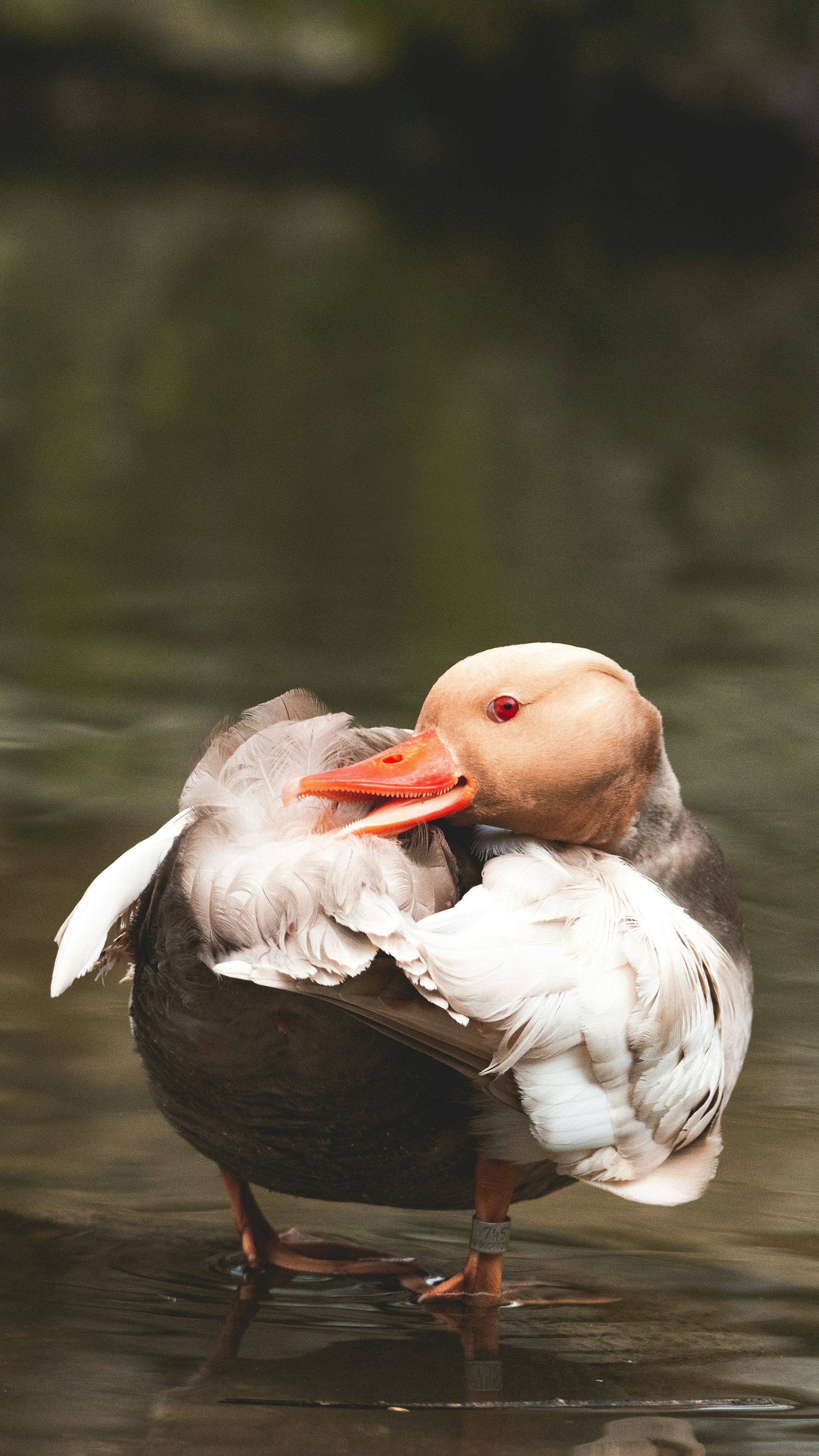 white and brown duck