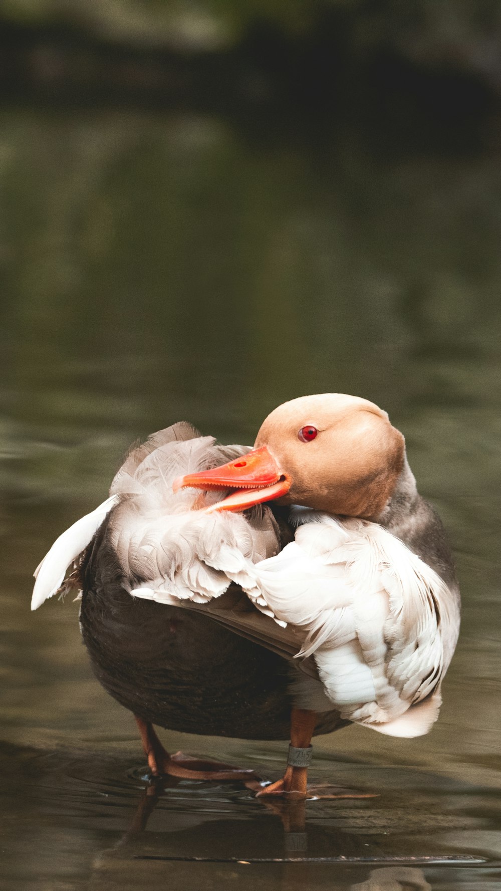 white and brown duck