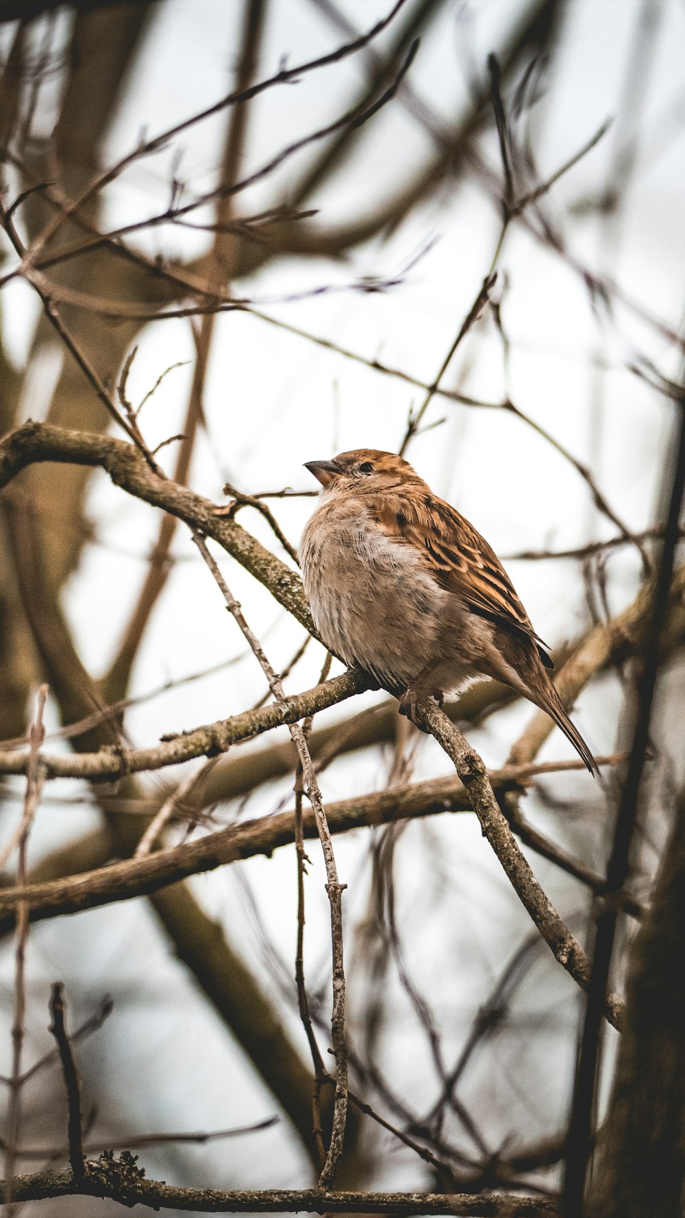 brown sparrow bird on bare tree